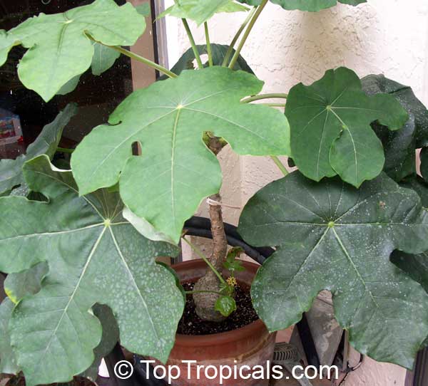  Jatropha podagrica - Gout Plant leaves