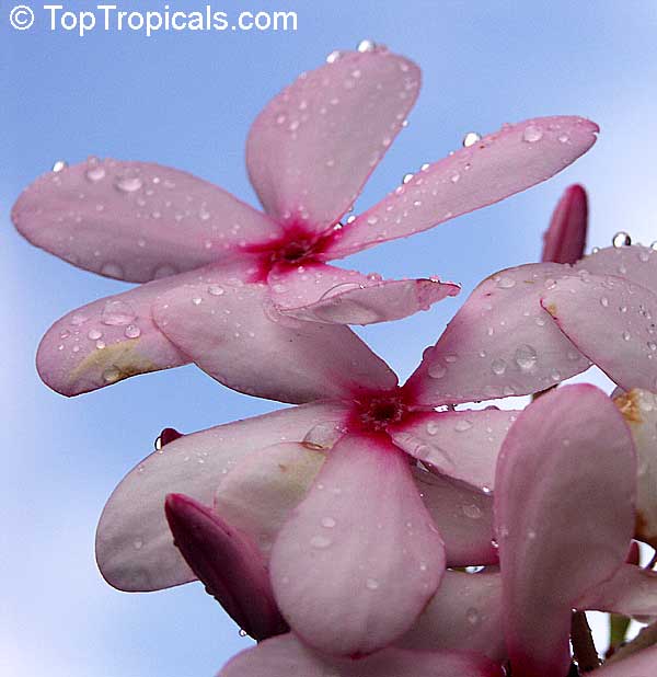 Kopsia fruticosa - Pink Gardenia