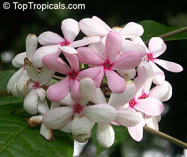 What is this shocking pink gardenia? Does it exist?