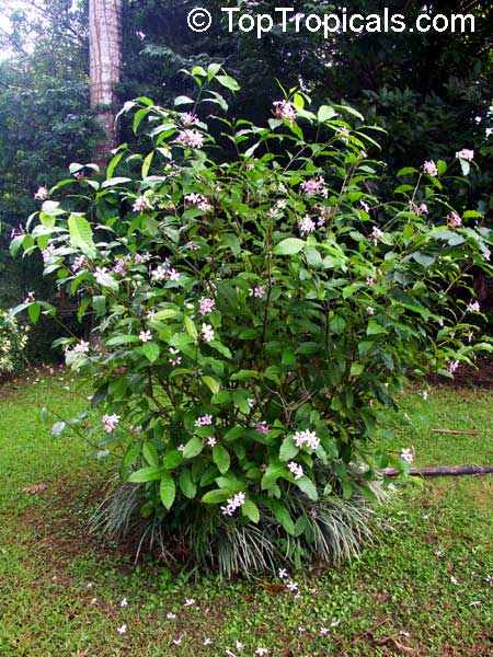 Kopsia fruticosa - Pink Gardenia