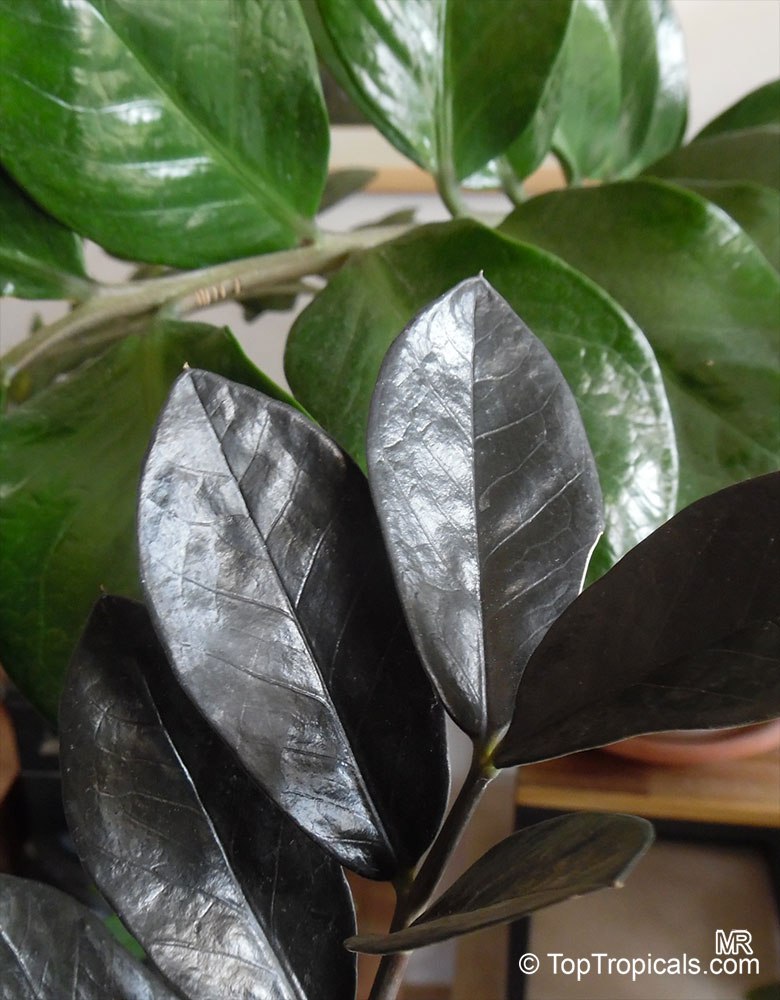 Black-black-black plant! Its totally black, thats right