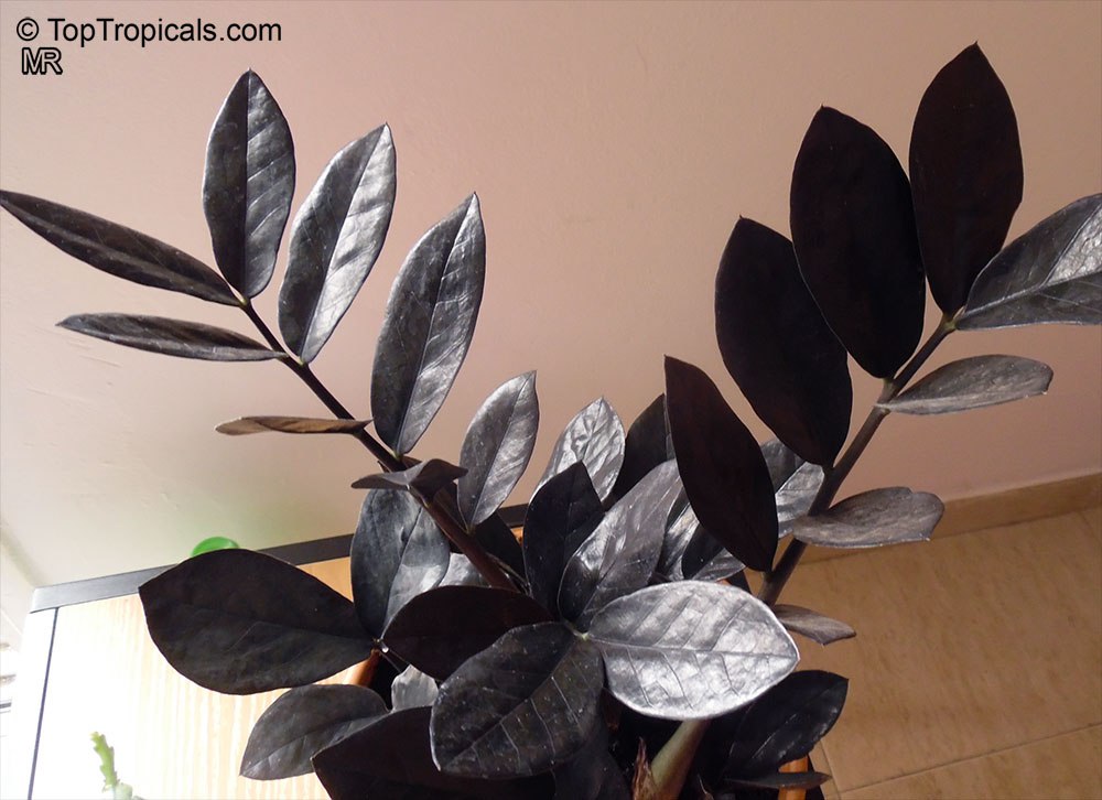 Black-black-black plant! Its totally black, thats right