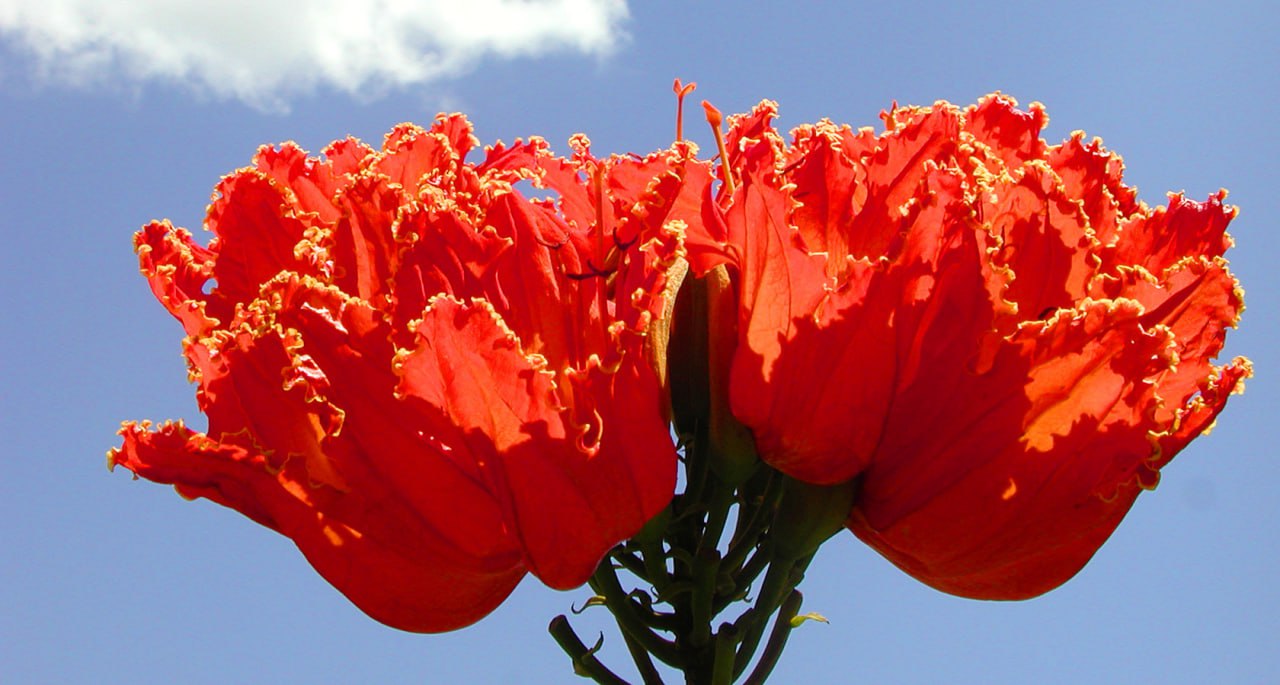 Spathodea campanulata - African Tulip Tree