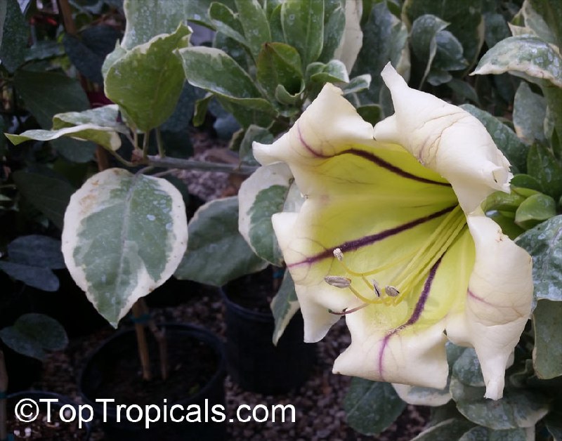 Solandra maxima variegata 