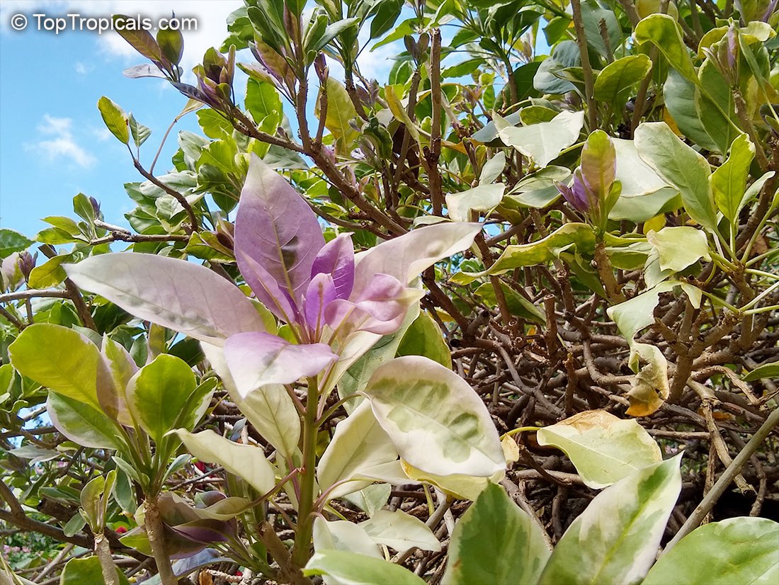 Solandra maxima variegata 