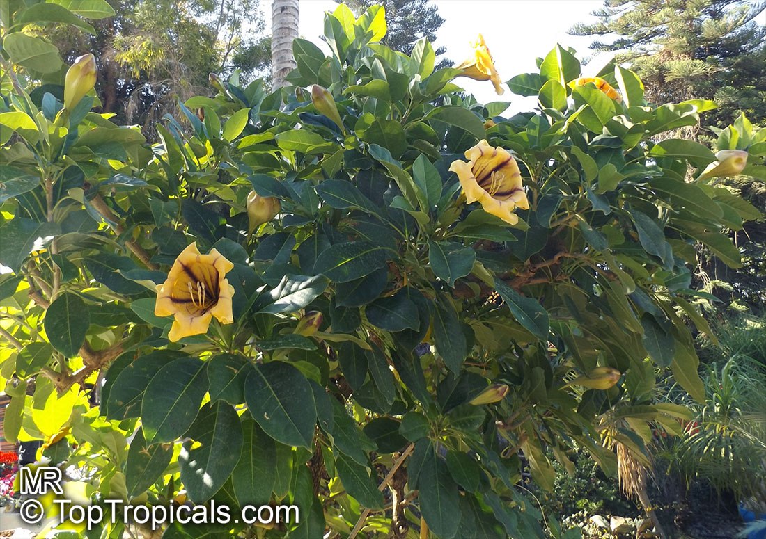 Solandra maxima variegata 