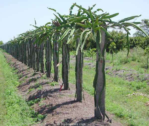  Hylocereus and Selenicereus Dragon Fruit or Pitaya trees on trellis