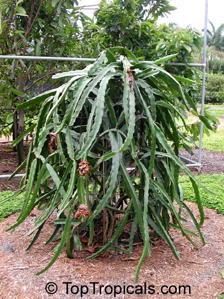  Hylocereus and Selenicereus Dragon Fruit or Pitaya on trellis