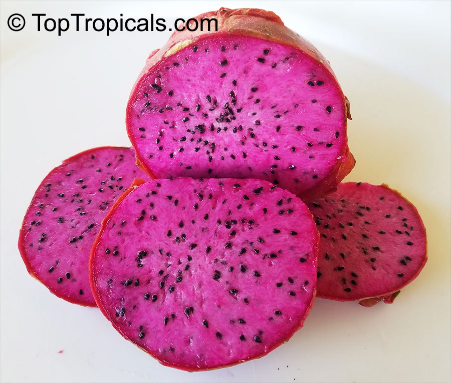  Hylocereus and Selenicereus Dragon Fruit or Pitaya red fruit