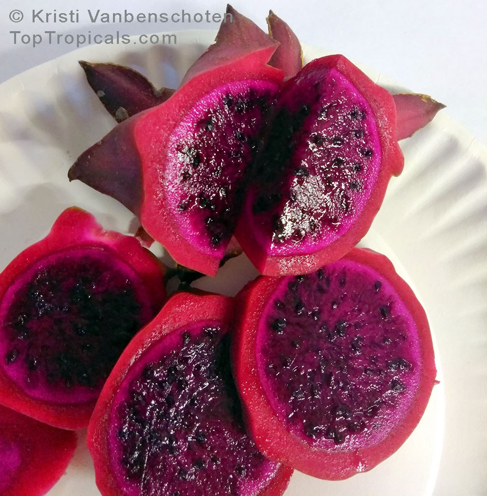  Hylocereus and Selenicereus Dragon Fruit or Pitaya purple fruit