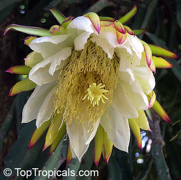  Hylocereus and Selenicereus Dragon Fruit or Pitaya flower