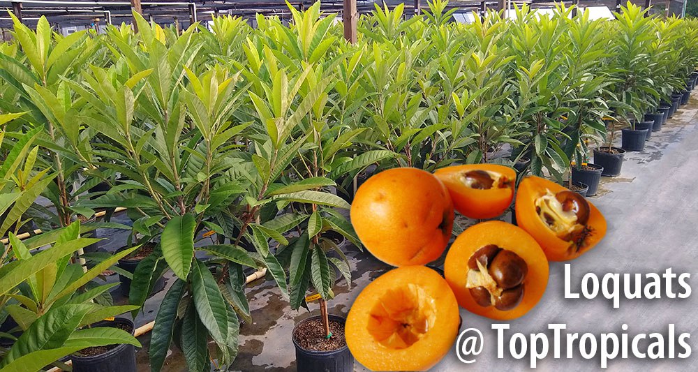 Loquat (Eriobotrya japonica) trees in pots