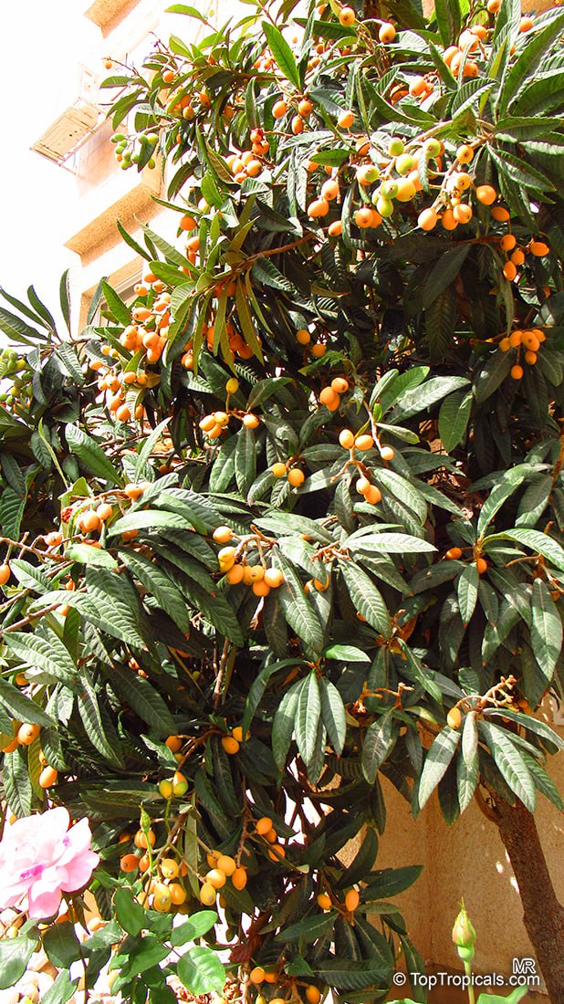 Loquat (Eriobotrya japonica) tree