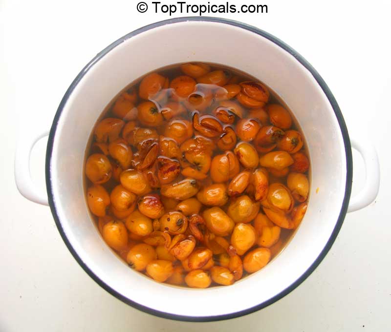 Loquat (Eriobotrya japonica) compot