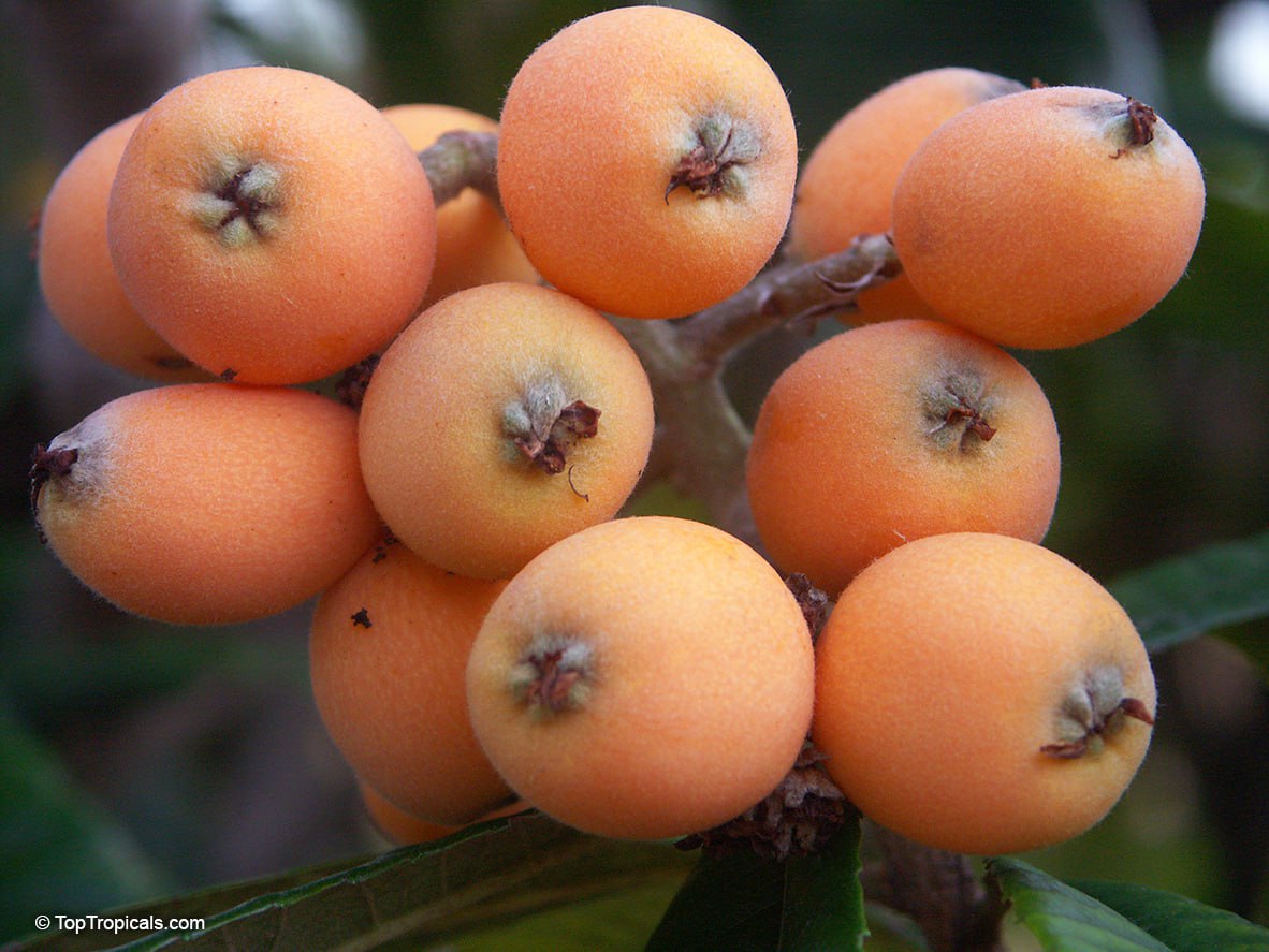  What tropical fruit tree is cold hardy and easy to grow? Its Golden Loquat  the Symbol of Prosperity, and it tastes like 