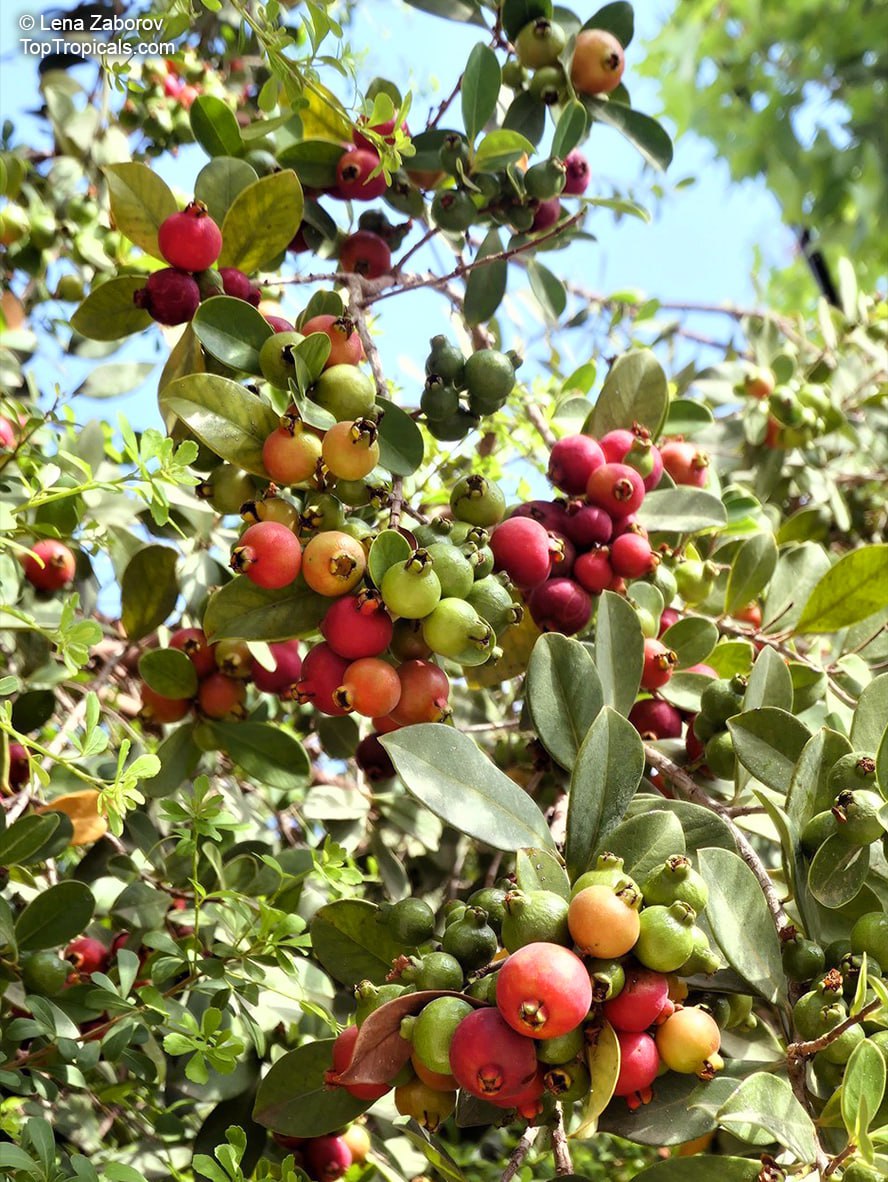 Psidium littorale, Cattley Guava