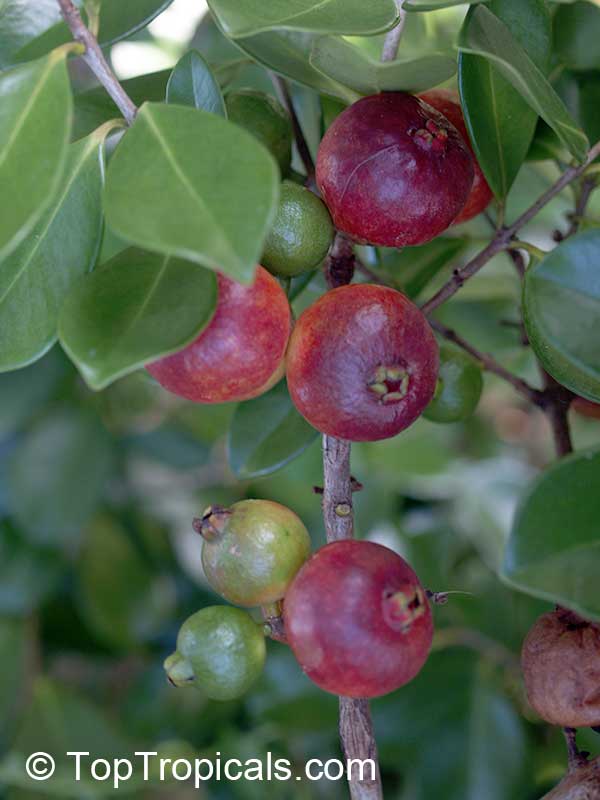 Psidium littorale, Cattley Guava