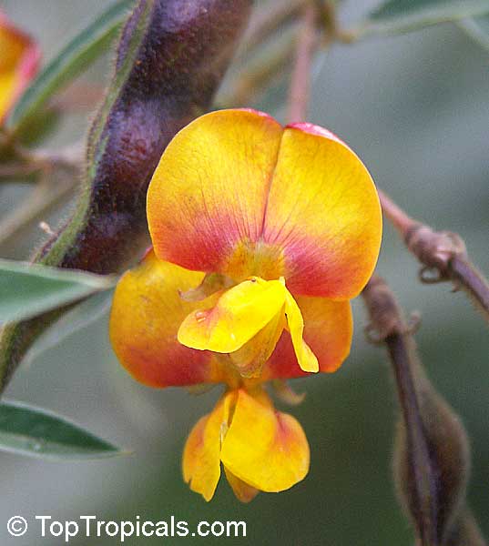 Cajanus cajan - Pigeon Pea