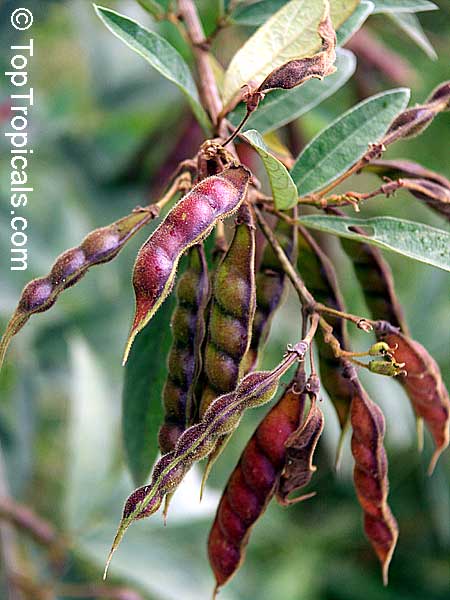 Cajanus cajan - Pigeon Pea