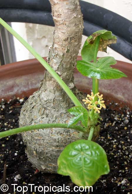 Attention grabber: swollen trunk, giant leaves, and flowers just like corals! A must for bonsai collection