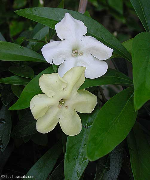 Brunfelsia manaca