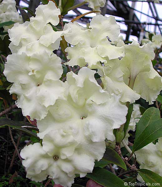 Brunfelsia lactea