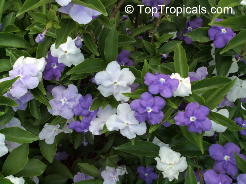  The number one flower for shady spots! Every tropical gardener wants Brunfelsias: the magical, fragrant shrubs of Day and Night