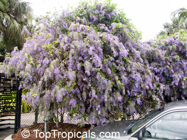 Petrea volubilis, Queen's Wreath, Sandpaper vine