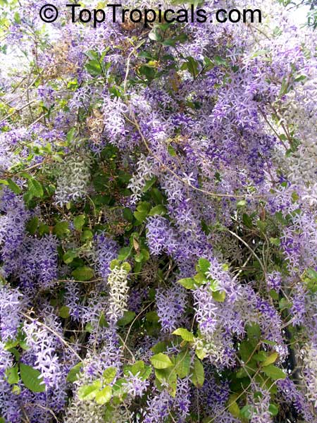 Petrea volubilis, Queen's Wreath, Sandpaper vine