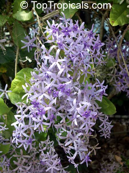 Petrea volubilis, Queen's Wreath, Sandpaper vine