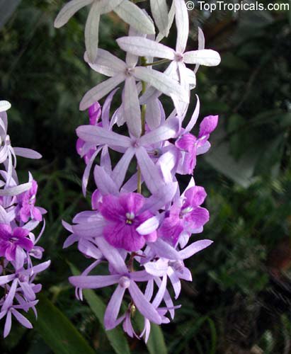 Petrea volubilis, Queen's Wreath, Sandpaper vine