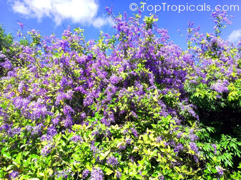 Petrea volubilis, Queen's Wreath, Sandpaper vine