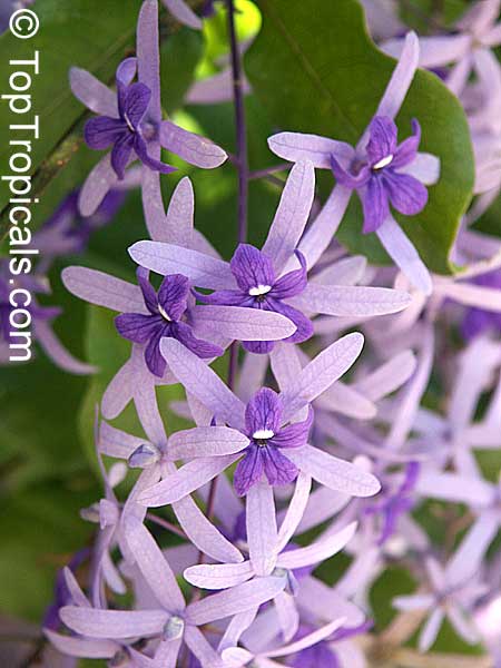 Petrea volubilis, Queen's Wreath, Sandpaper vine