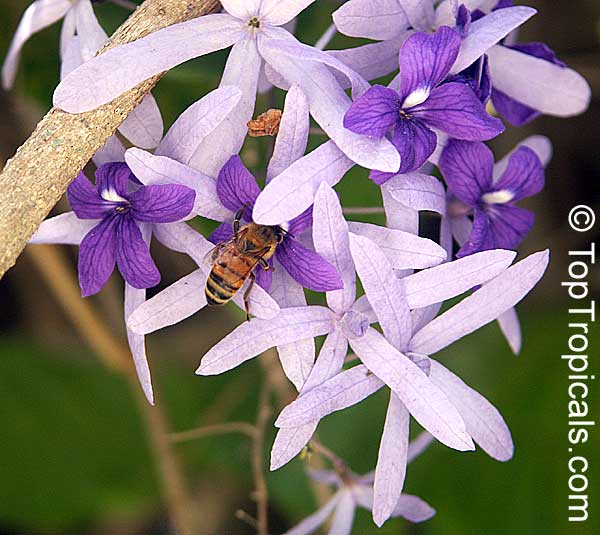 Petrea volubilis, Queen's Wreath, Sandpaper vine