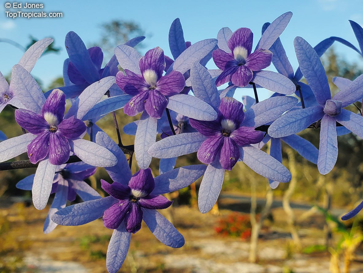 Petrea volubilis, Queen's Wreath, Sandpaper vine