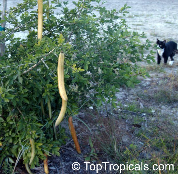 Parmentiera edulis - Candle Tree, Guahalote 