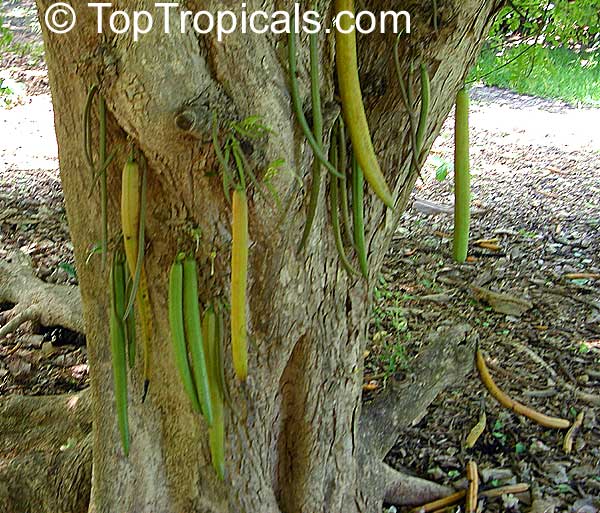 Parmentiera edulis - Candle Tree, Guahalote 