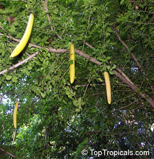 Why cucumbers grow on a tree? Because they are candles! 