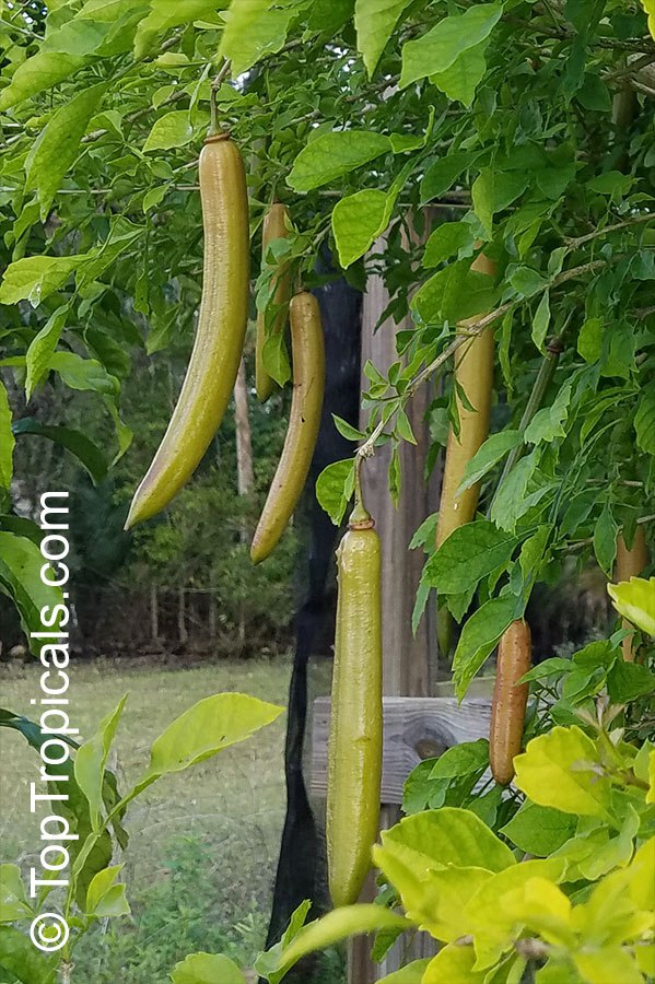 Parmentiera edulis - Candle Tree, Guahalote fruit