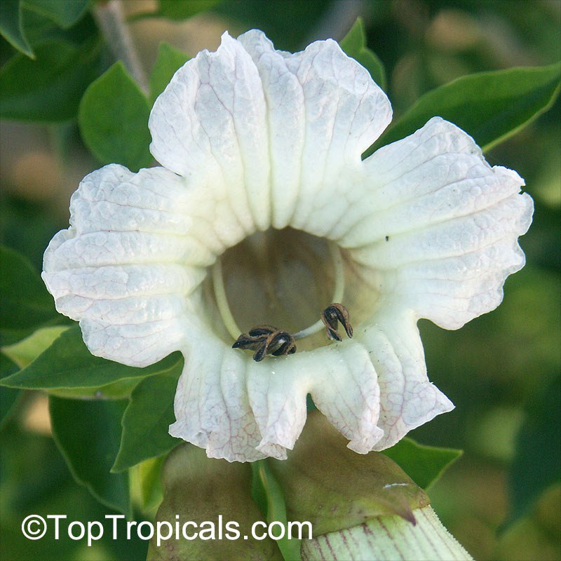 Parmentiera edulis - Candle Tree, Guahalote flower