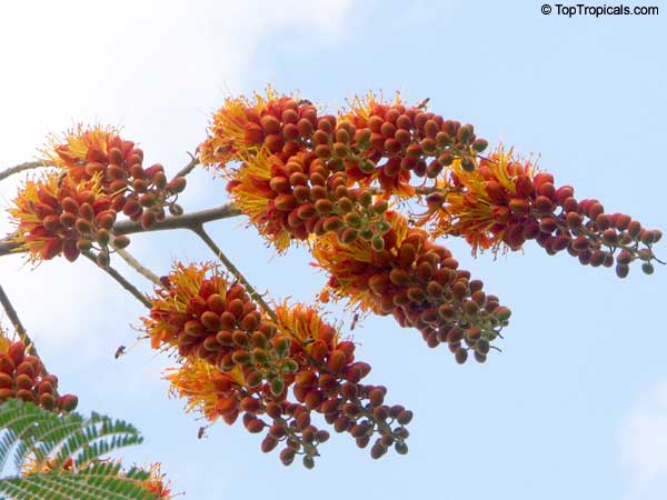 Fire on top of the tree! What is it bursting with orange brilliance? Meet Colvilles Glory