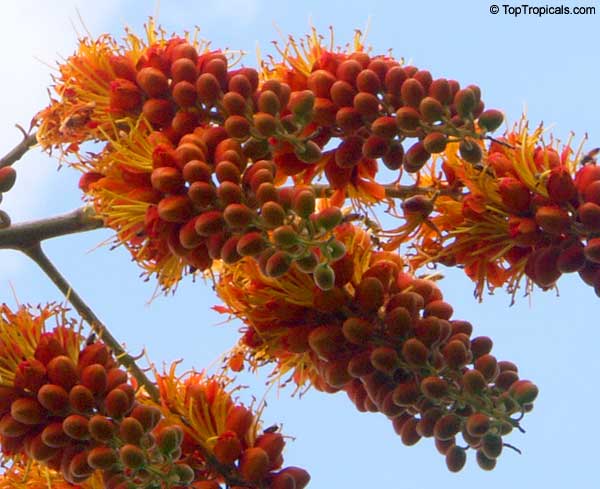 Fire on top of the tree! What is it bursting with orange brilliance? Meet Colvilles Glory