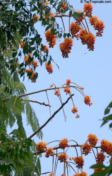 Fire on top of the tree! What is it bursting with orange brilliance? Meet Colvilles Glory