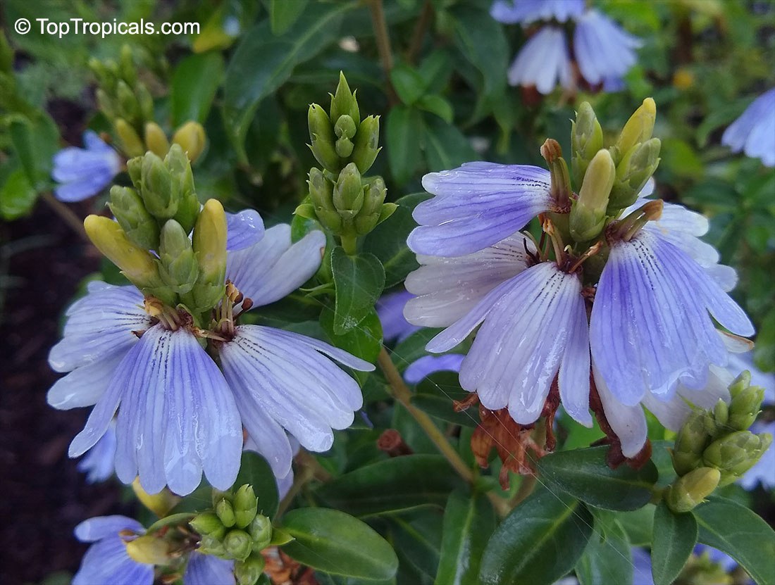 Why this blue tropical flower has a violet fragrance?