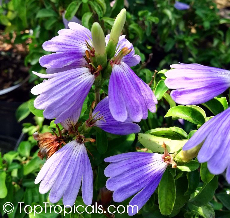 Why this blue tropical flower has a violet fragrance?