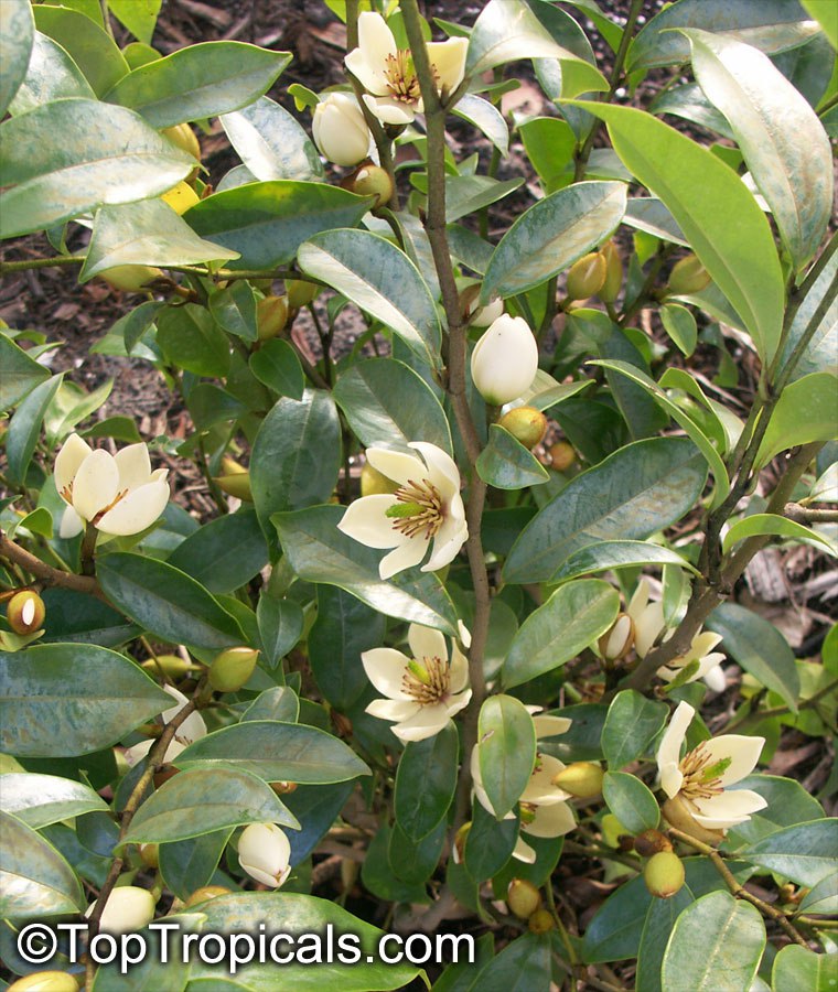  How can Banana be a flower? Meet the Banana Magnolia, a Fragrant Marvel