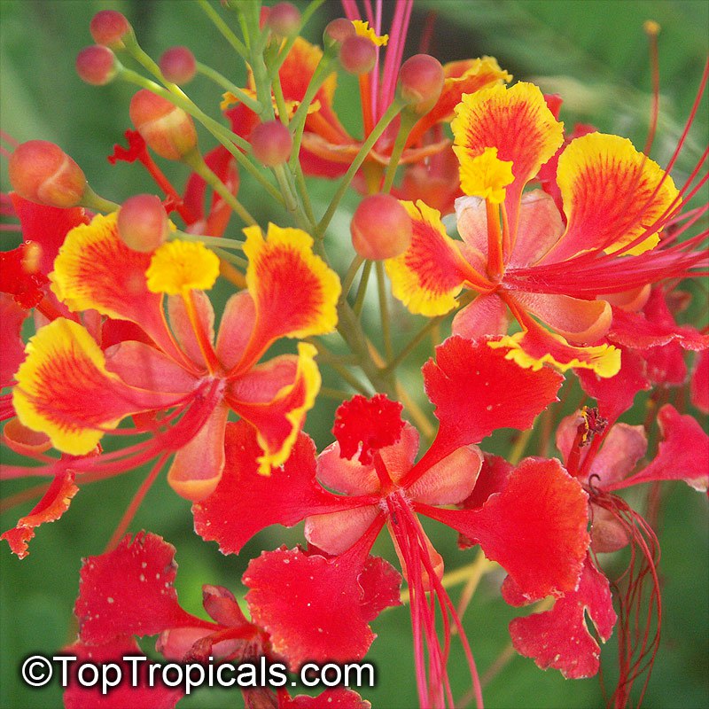 Caesalpinia pulcherrima - Dwarf Poinciana, or Bird of Paradise