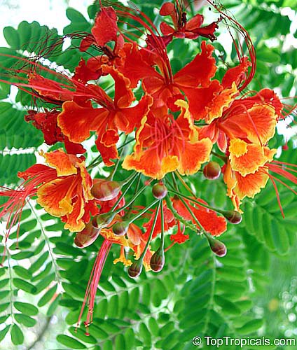 Caesalpinia pulcherrima - Dwarf Poinciana, or Bird of Paradise