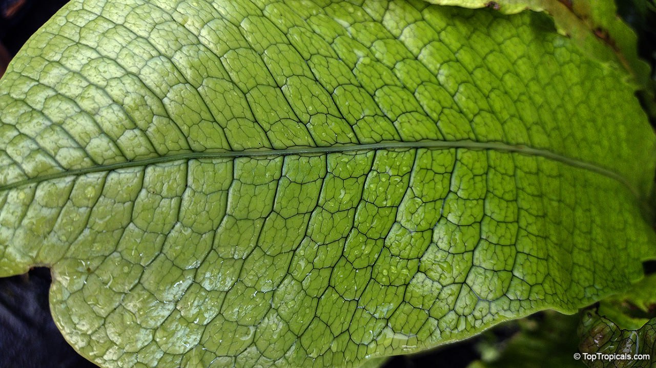 Microsorum musifolium - Alligator Fern, Crocodile Fern 