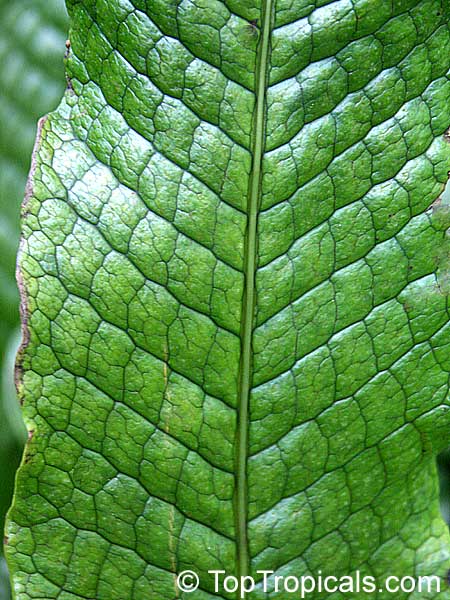 Microsorum musifolium - Alligator Fern, Crocodile Fern 